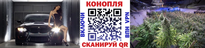 блэк спрут   Петрозаводск  Каннабис индика 